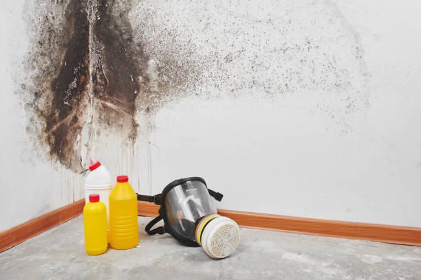 Best Black Mold Removal  in Dixon, KY