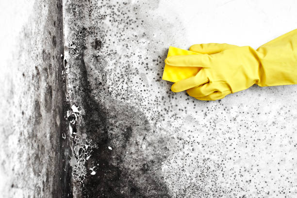 Best Best Mold Removal Companies  in Dixon, KY
