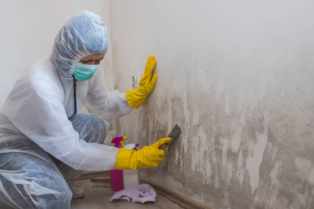 Trusted Dixon, KY Mold Removal Experts