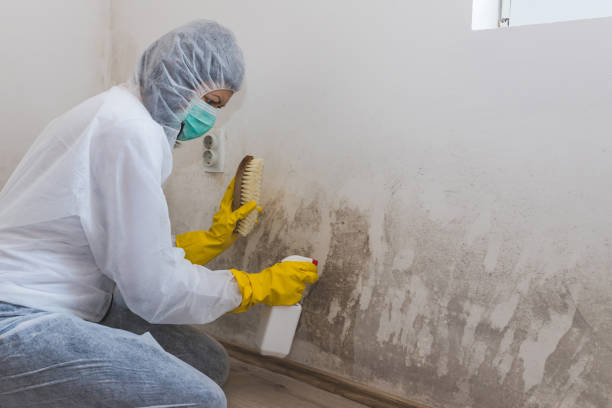 Crawl Space Mold Removal in Dixon, KY