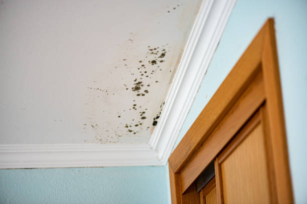 Best Mold Testing  in Dixon, KY