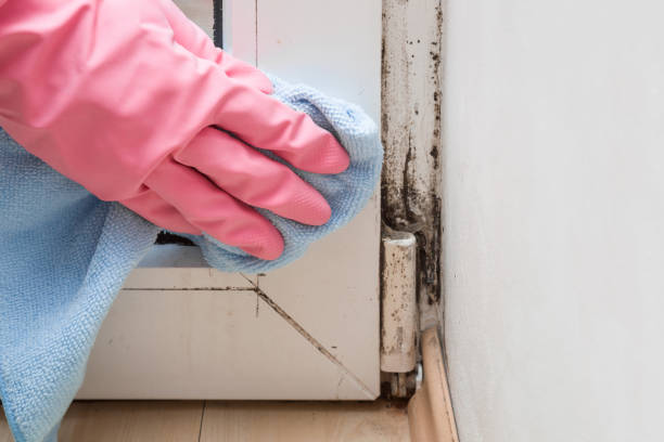 Best Commercial Mold Removal  in Dixon, KY