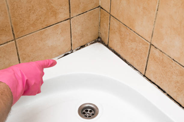 Best Emergency Mold Removal  in Dixon, KY